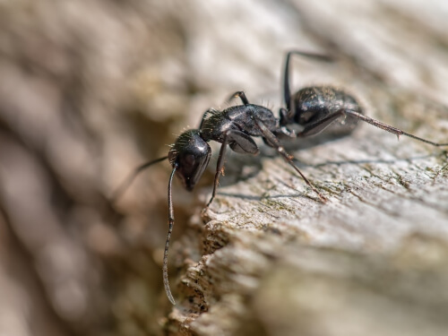 an image of a carpenter ant
