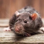 rodents rats mice exterminator boston area