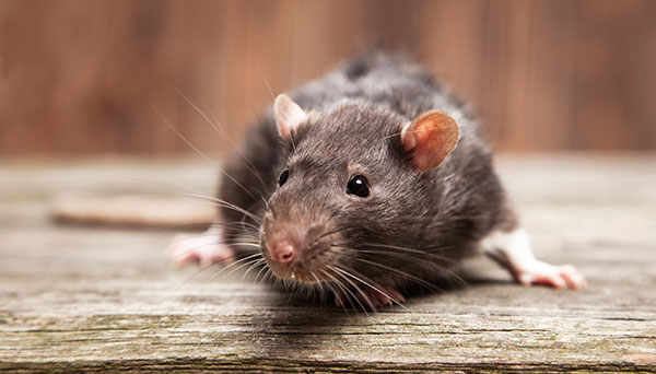 rodents rats mice exterminator boston area