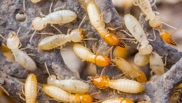 termites pest control massachusetts
