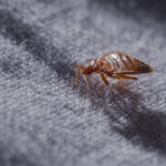 An example of a bedbug that Absolut Pest Control gets rid of