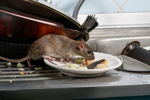 a rodent eating food in someone's kitchen