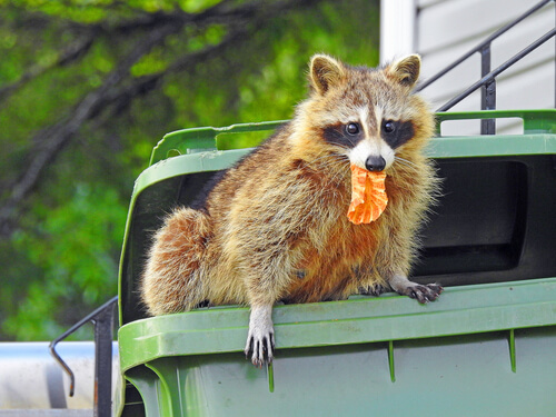 Raccoon eating garbage