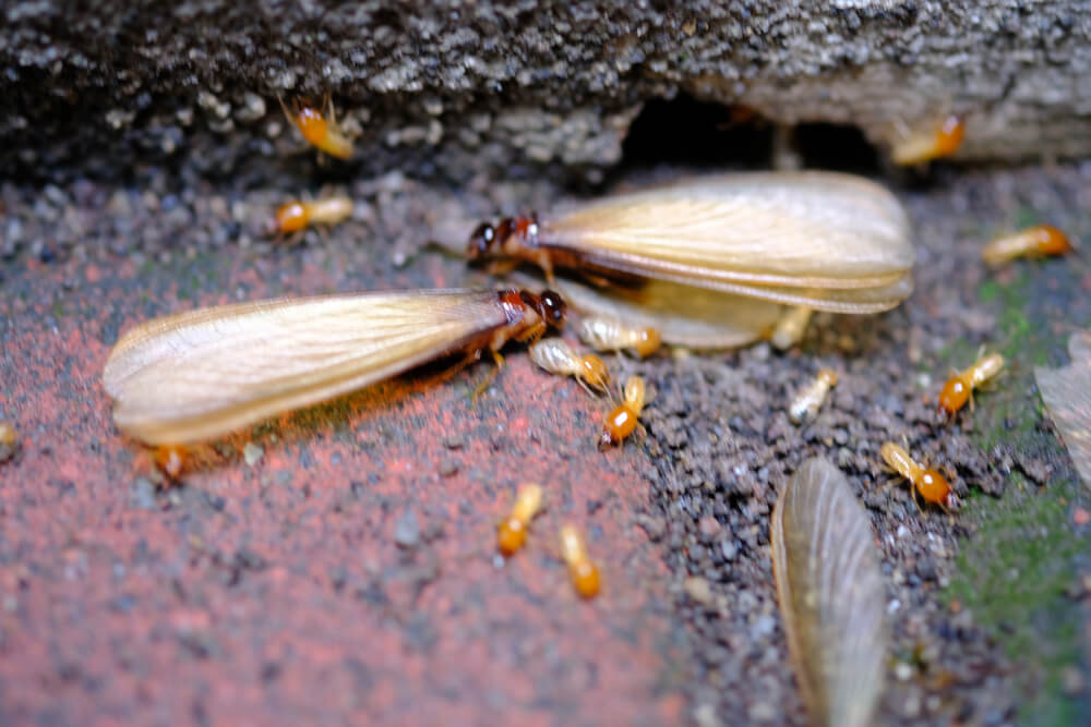signs of termite infestations