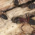 Differences Between Common Black Ants & Carpenter Ants