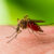 Why Do Mosquitoes Bite?