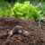 How To Identify & Prevent Mole Damage In Your Yard