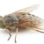 Tips On Dealing With Horse Flies This Summer
