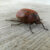 Everything You Need To Know About June Bugs
