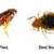 Bed Bugs Vs. Fleas: Identification, Prevention, & Treatment