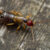 How To Prevent Earwig Infestations In Your Home