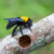 Everything You Need To Know About Carpenter Bees