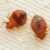How Are Bed Bug Infestations Treated?