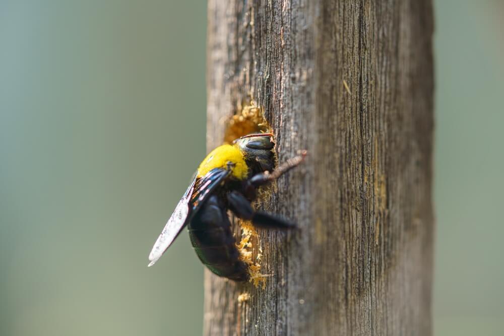 carpenter bees chewing through wood