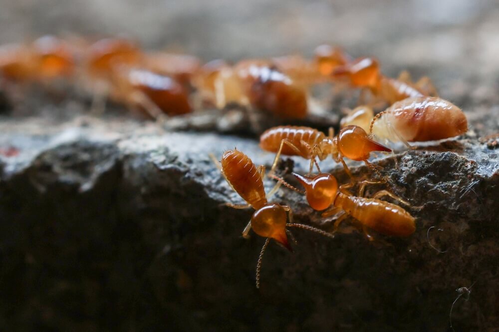 termites on wood