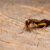 How to Keep Earwigs Out of Your House