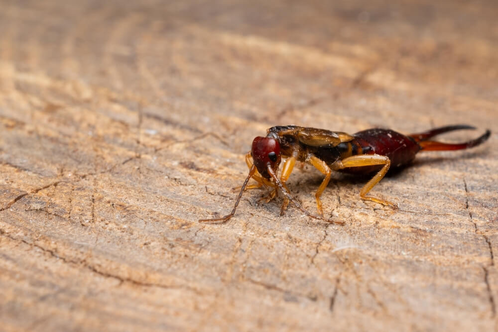 Earwig up close on wood
