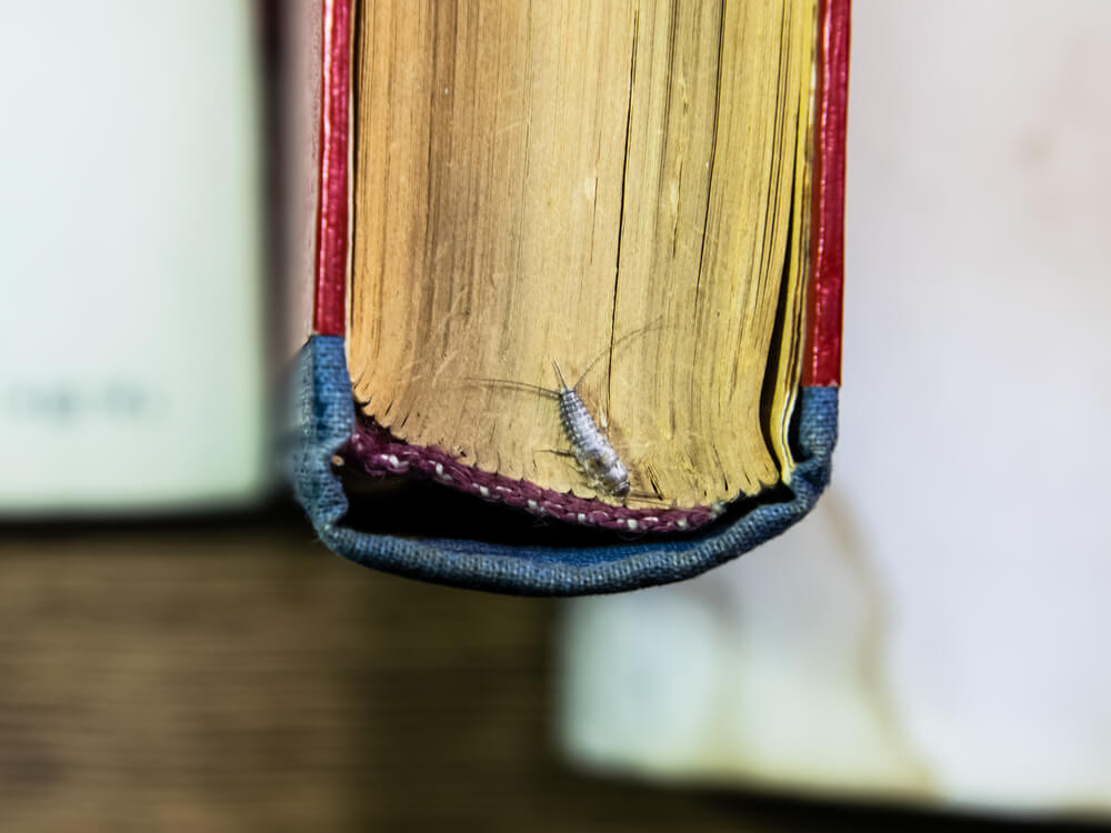 silverfish on an old book
