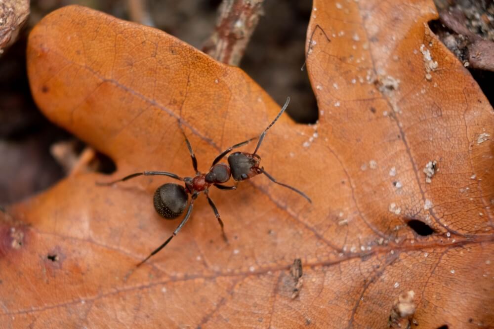 ant on a orange leaf