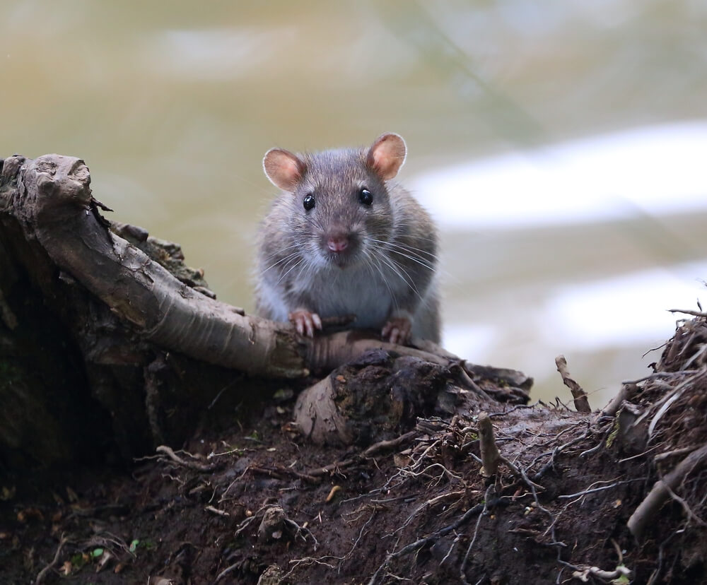 gray mouse sitting on top of dirt