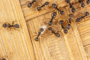 several ants on wooden floor