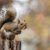 Squirrel Prevention Tips: How to Keep Them Away