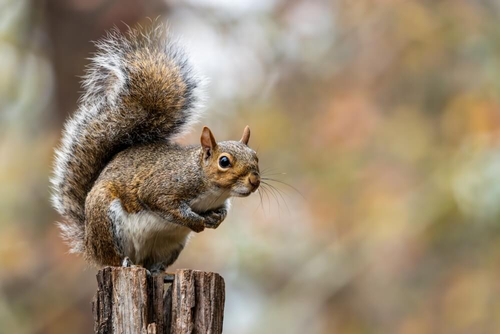 squirrel sitting on wood