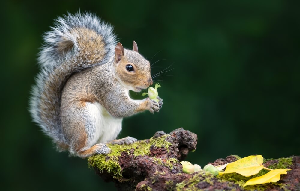 Portrait of a grey squirrel eating green hazelnut on a mossy tree stump