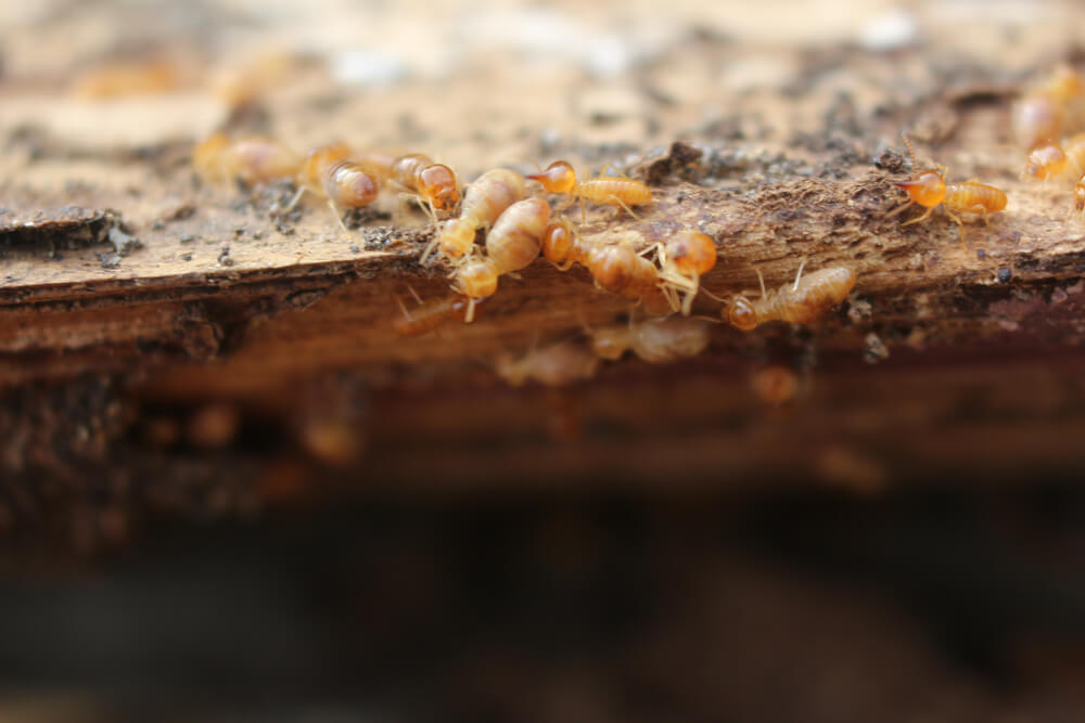 Termite infestation on wood