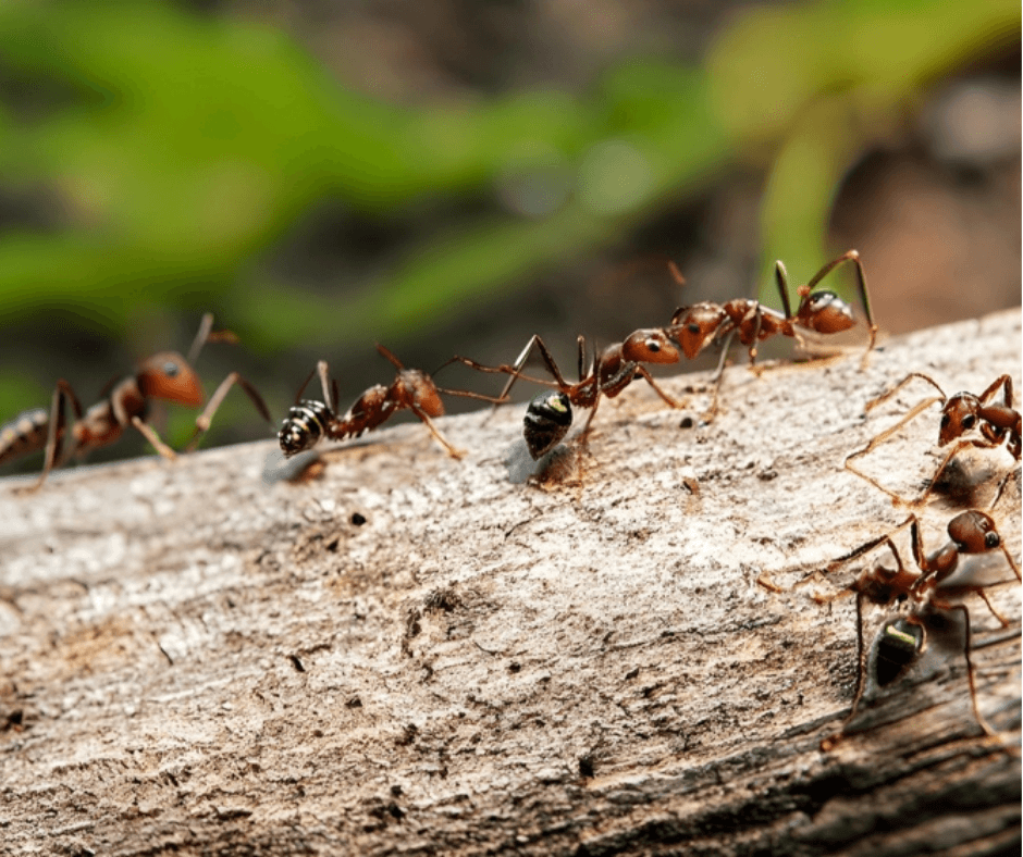 Multiple ants on a log