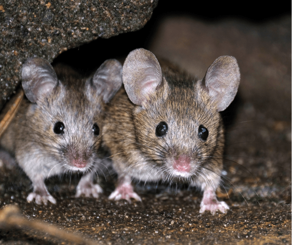 Two mice underground