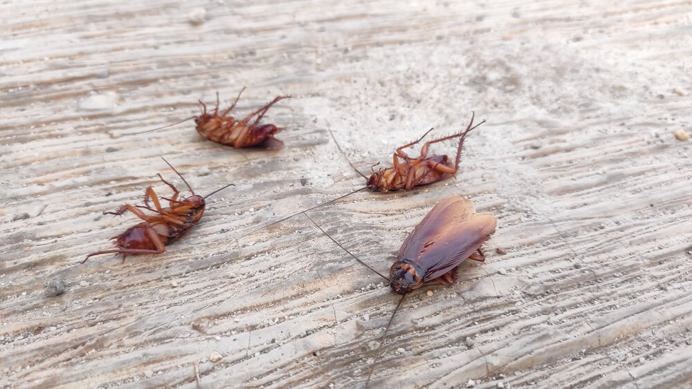 Dead cockroach on the floor after being sprayed with pesticide.