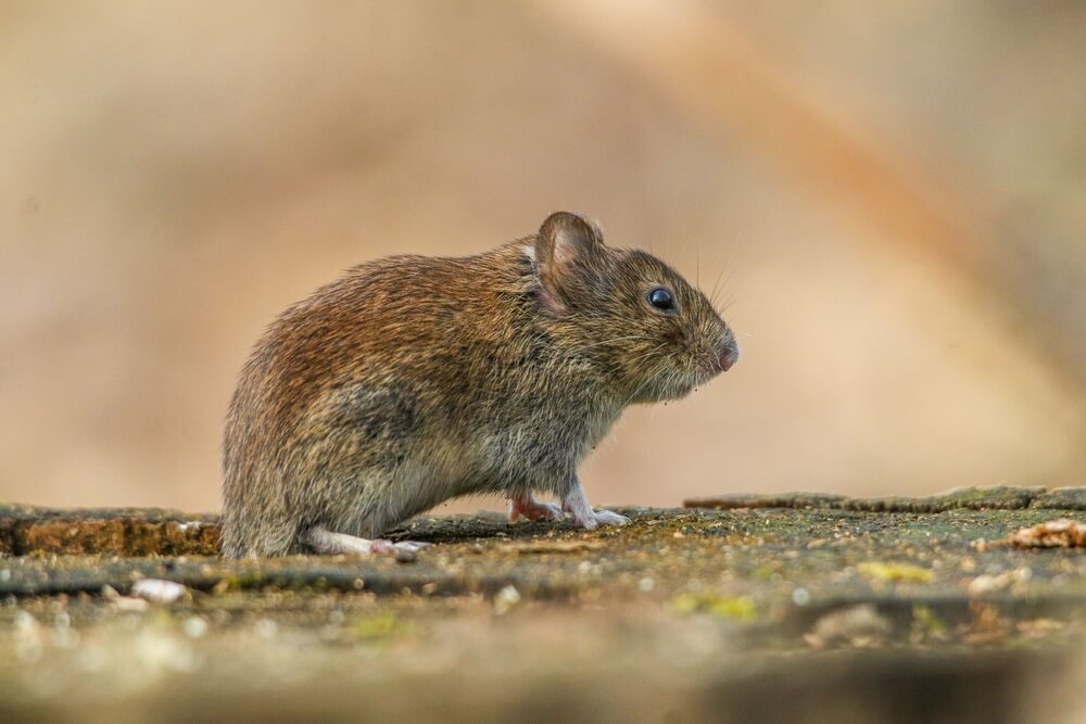 small rodent on rocky surface