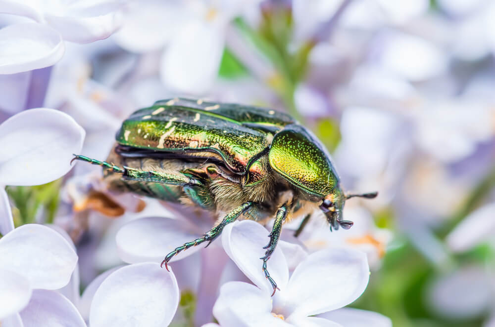 Green June Beetle Bug on flower