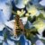 The Difference Between Yellowjackets & Wasps