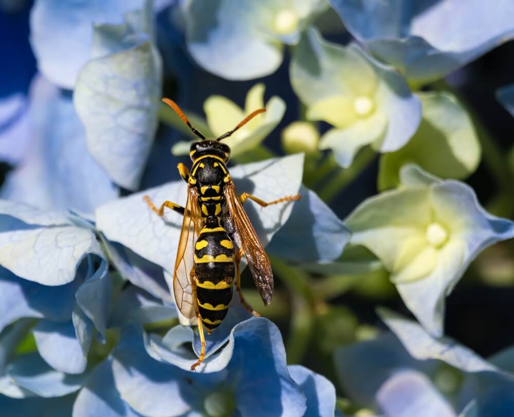 German yellowjacket on a flower