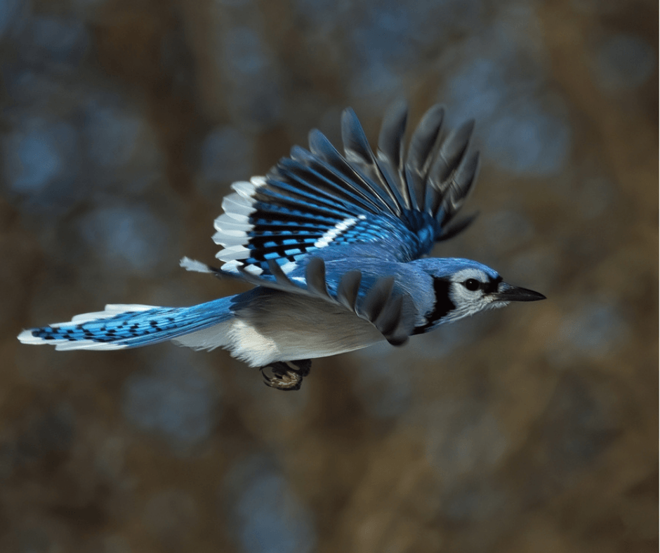 Blue Jay flying
