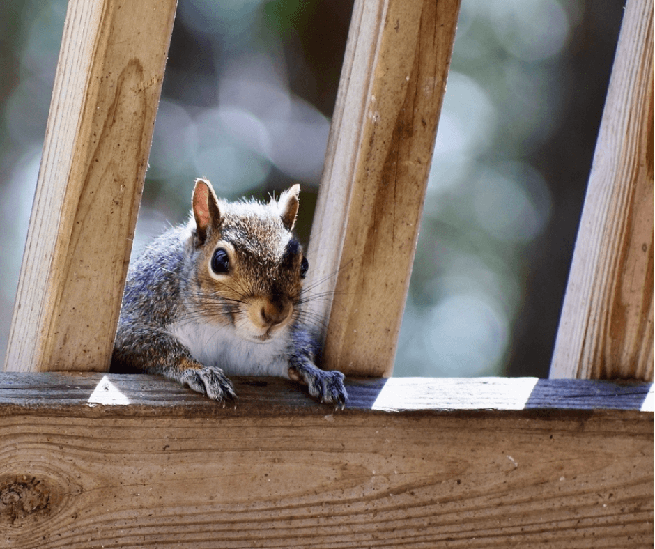 Squirrel between wooden railing