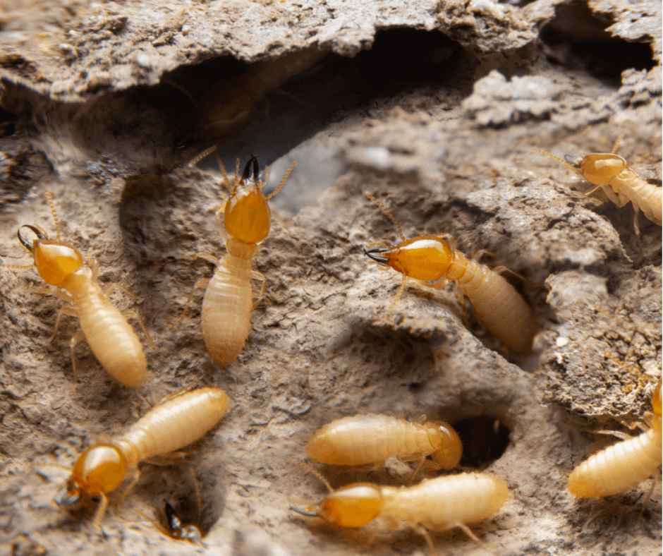 Termites on wood