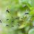 How to Keep Mosquitoes Away This Summer