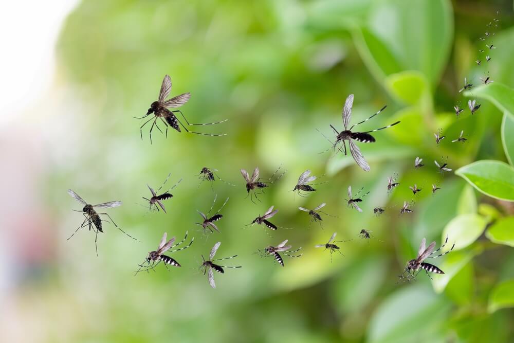 Swarm of mosquitoes flying near green plants