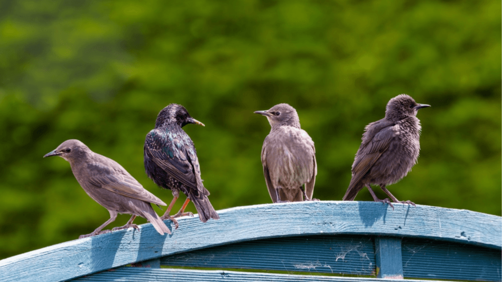 Four birds sitting on blue roof