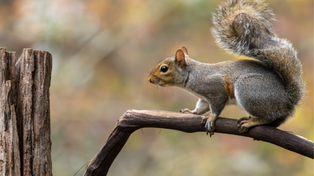 Gray squirrel on tree branch