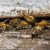 How to Safely Remove a Beehive