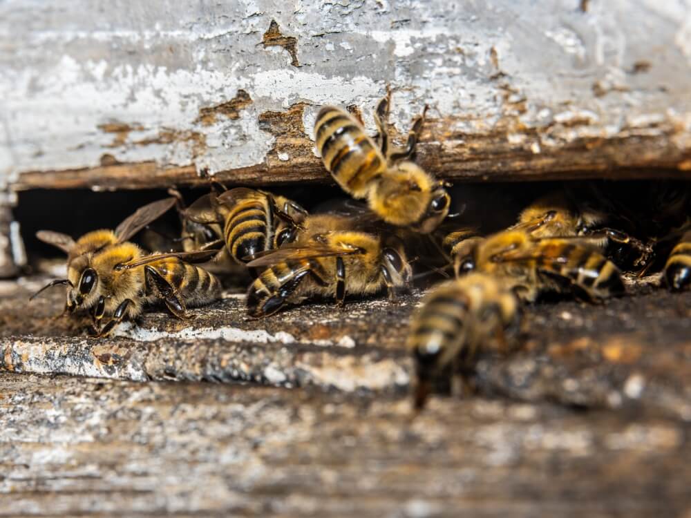Bees underneath wood near house