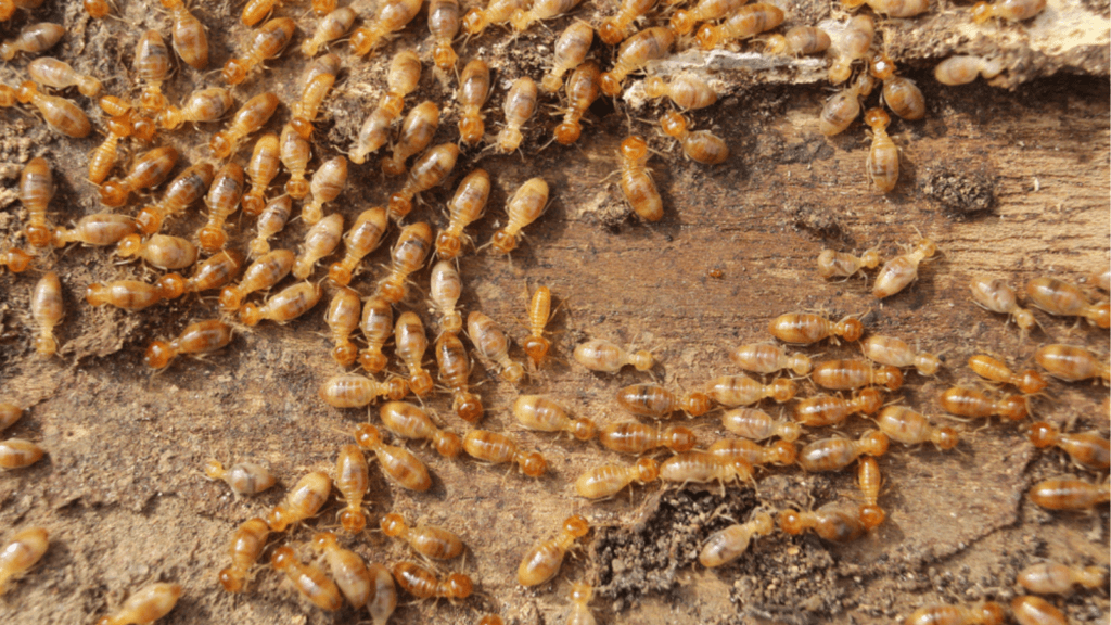 Many termites chewing on wood