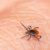Tick Season in Massachusetts: Everything You Need to Know