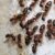 Carpenter Ants Vs. Black Ants: What’s the Difference?