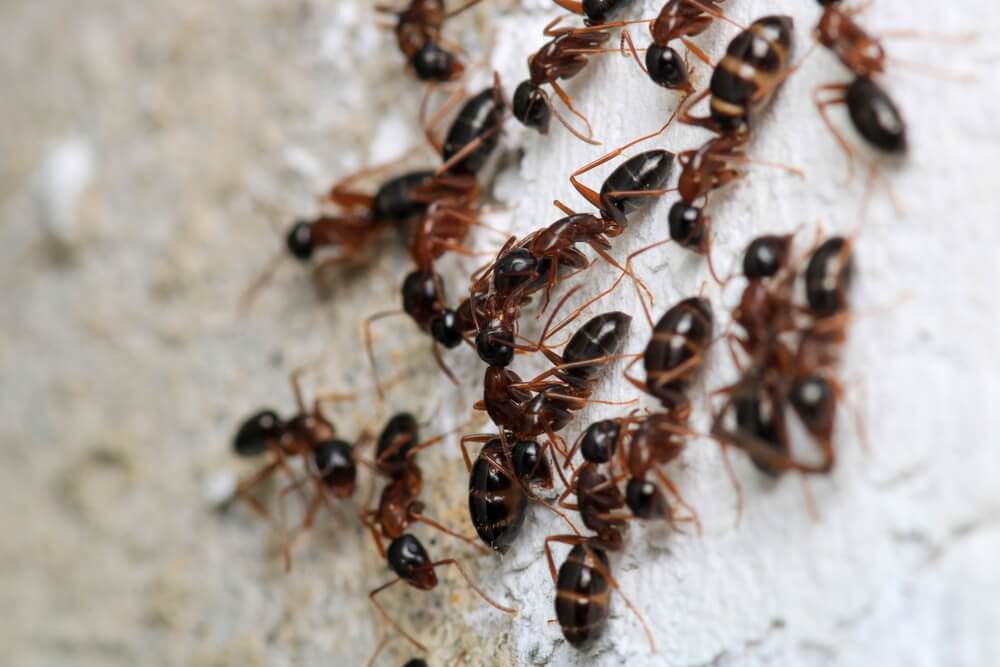 Multiple black carpenter ants