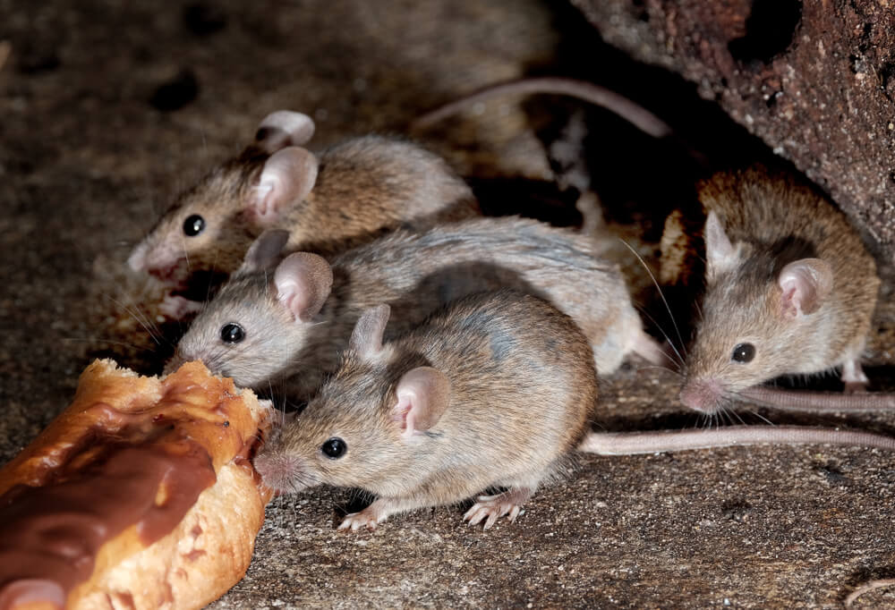 Mouse feeding on cake in urban house garden.